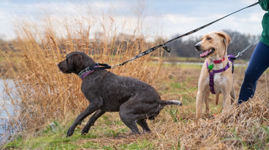 Pet Waste Removal
